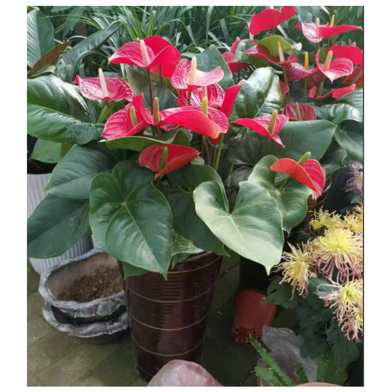 鸿运当头绿植3棵(不含盆)限日照地区