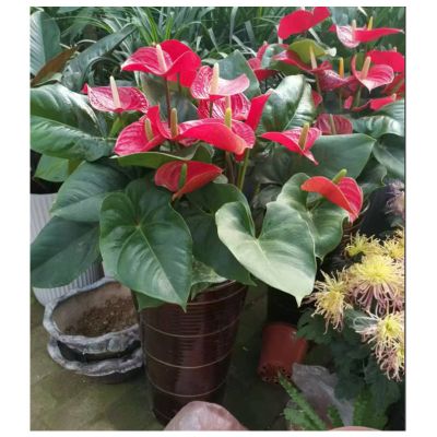 鸿运当头绿植3棵(不含盆)限日照地区