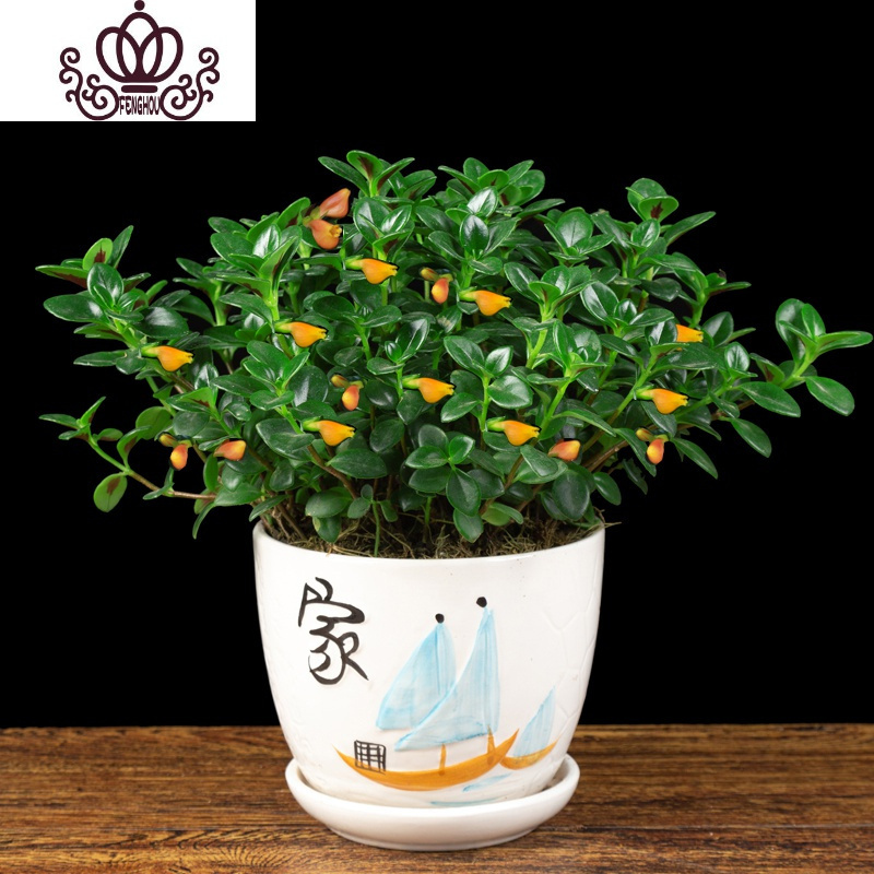 封后 Fenghou 园艺用品封后金鱼花吊兰室内客厅好养花卉金鱼花耐寒盆栽四季开花常青观花亲嘴金鱼花 家图案盆 含盆 价格图片品牌报价 苏宁易购战狼家居专营店