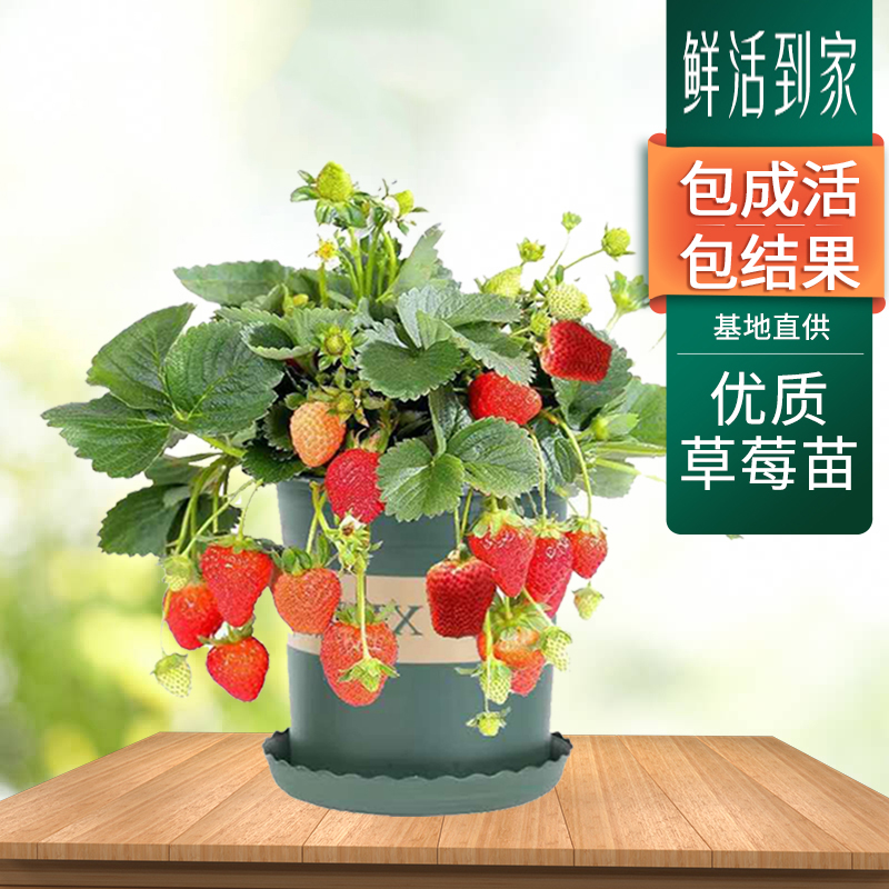 草莓苗原土盆栽室内四季奶油草莓苗阳台种植盆栽高清大图