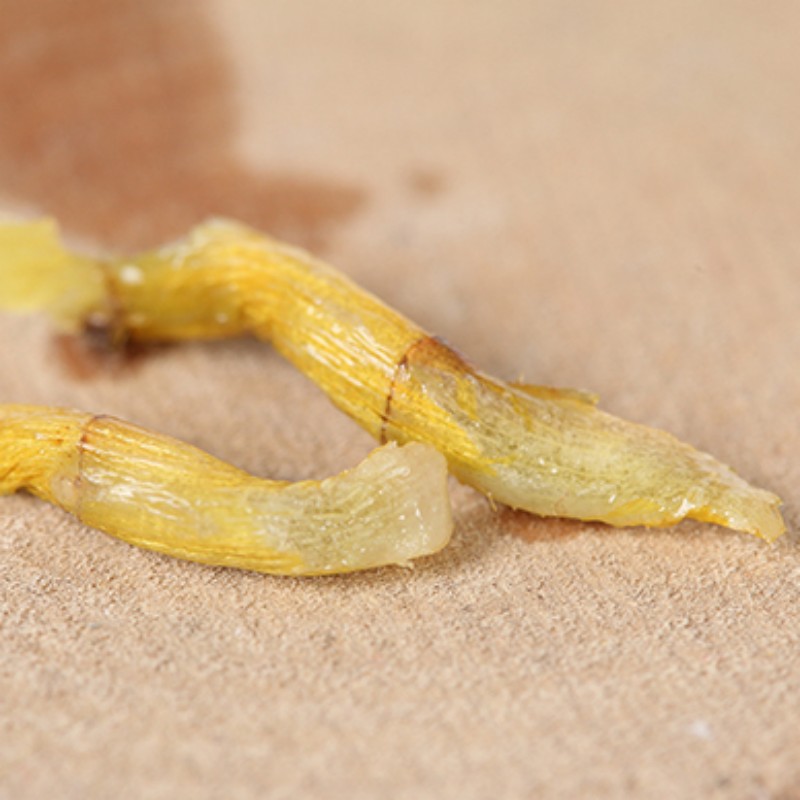 徽之元霍山米斛一级驯化种18g.高清大图