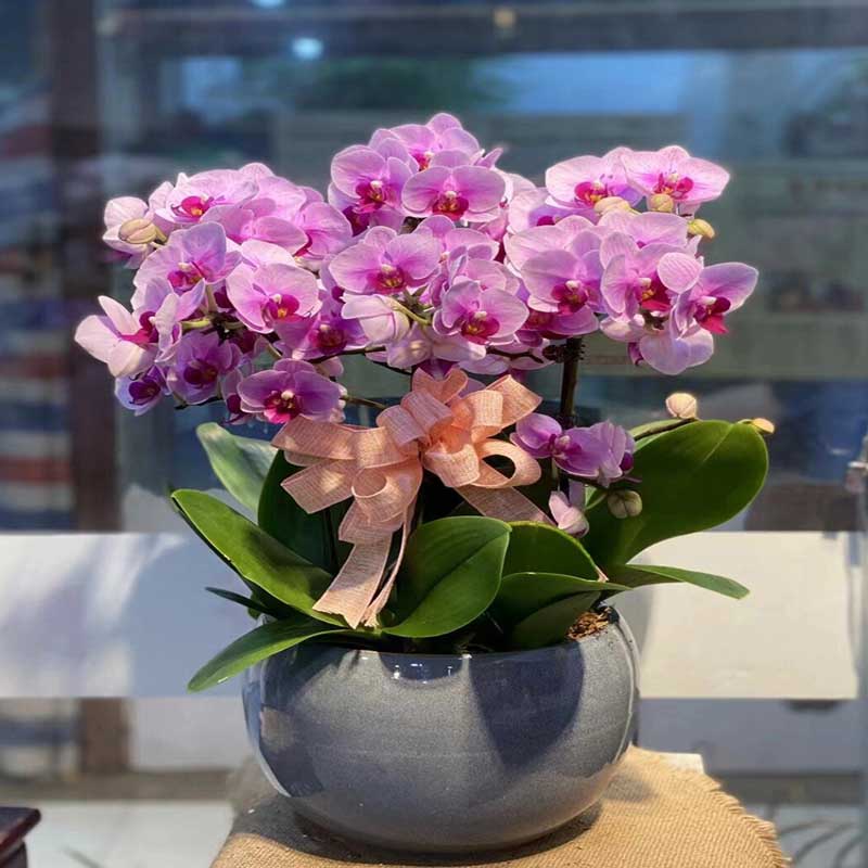 环孤 蝴蝶兰带花盆栽 蒸蒸日上-8株 (单位:盆)高清大图