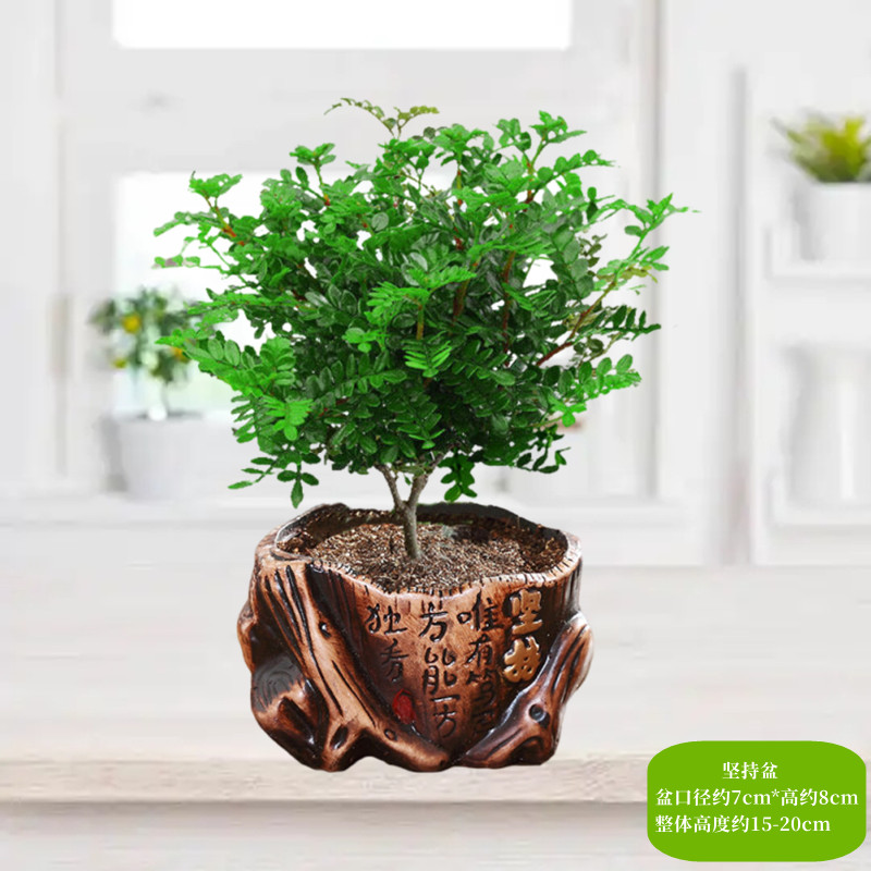 【补贴10%】清香胡椒木盆栽花卉室内外驱蚊草植物树苗老桩盆景九里香绿植客厅 3年清香驱蚊壮苗【坚持陶瓷盆】送营养肥 默认