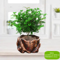清香胡椒木盆栽花卉室内外驱蚊草植物树苗老桩盆景九里香绿植客厅 3年清香驱蚊壮苗【坚持陶瓷盆】送营养肥 默认