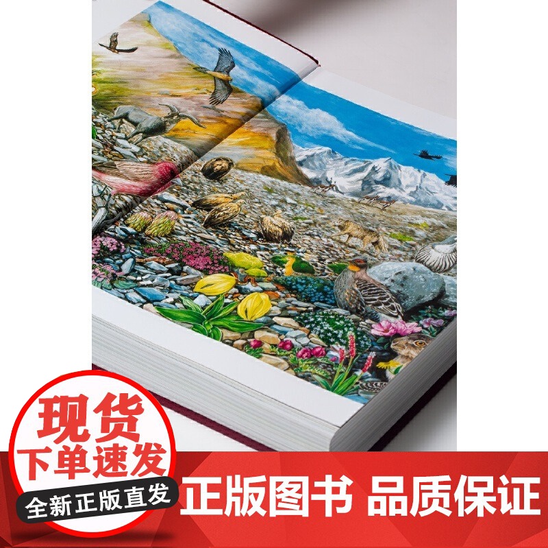 [央视网]中国青藏高原鸟类 汇集国内鸟类研究学者前沿科研成果 1000余幅精美手绘 2000余张鸟类野外生态照DL高清大图