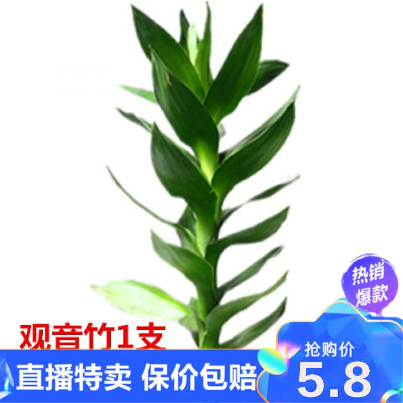 直播特卖 观音竹水培植物玻璃瓶富贵竹莲花竹办公室桌面净化空气小盆栽绿植环欧行报价 参数 图片 视频 怎么样 问答 苏宁易购