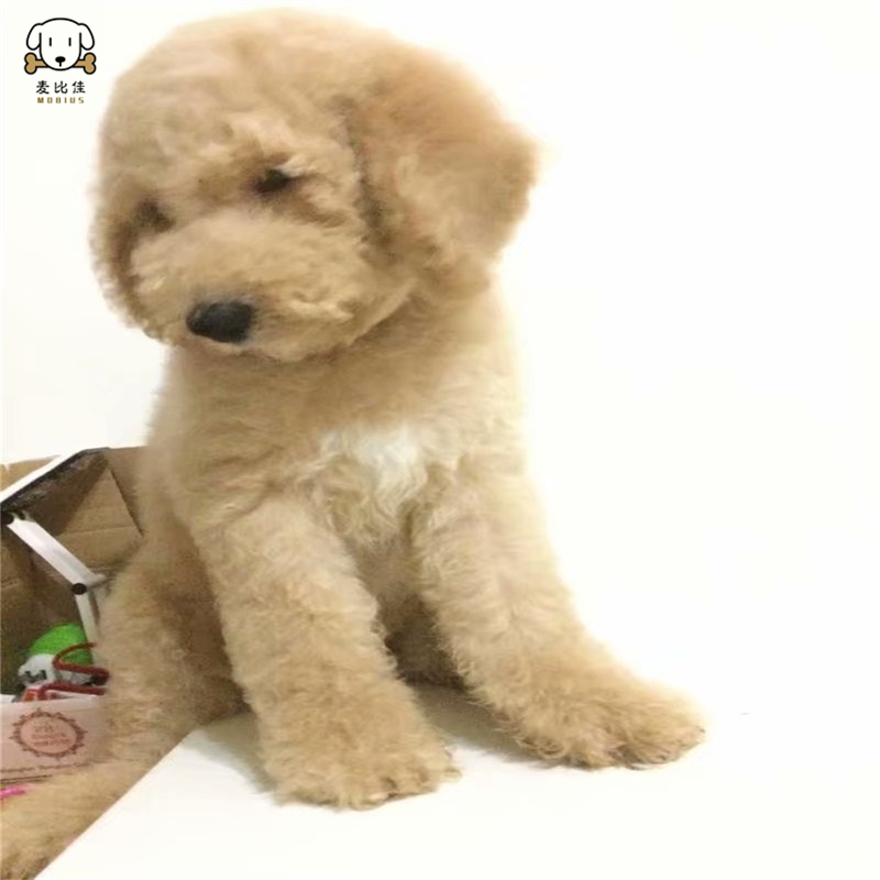 巨型贵宾犬幼犬狗狗活体巨贵幼犬 纯种血统巨大型泰迪贵宾宠物狗 卷毛贵宾大型泰迪狗 健康保障视频挑选高清大图