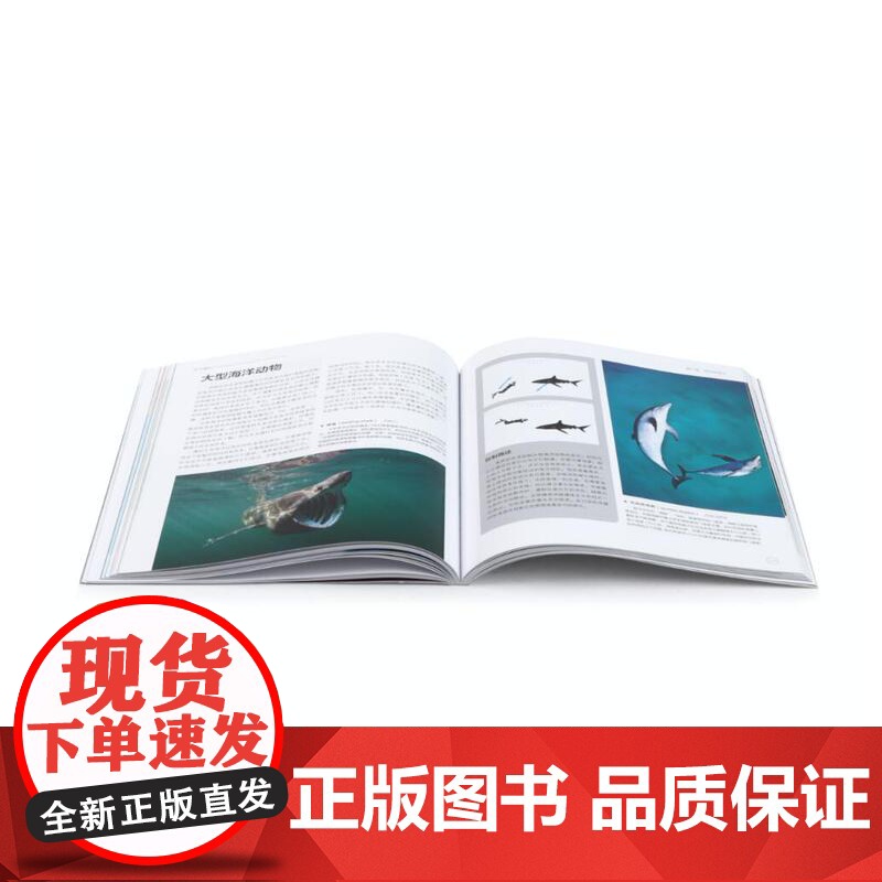 水下摄影(世界水下摄影师Alex Mustard力作;史上超实用水下摄影指南,深受全球潜水、摄影爱好者追捧)高清大图