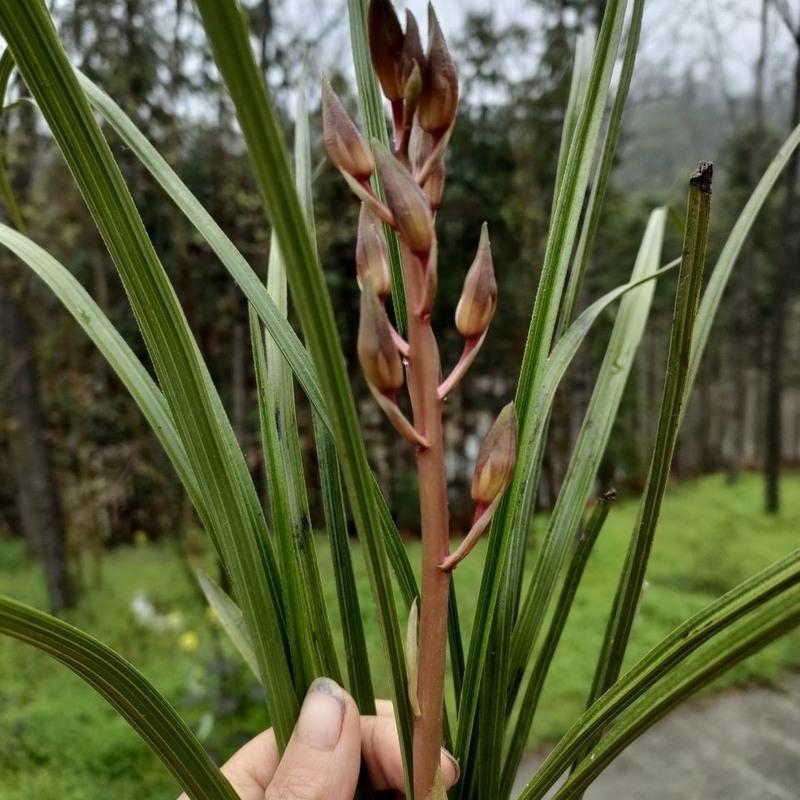 兰花盆载兰草苗四季室内花卉绿植 直播专拍10报价_参数_图片_视频