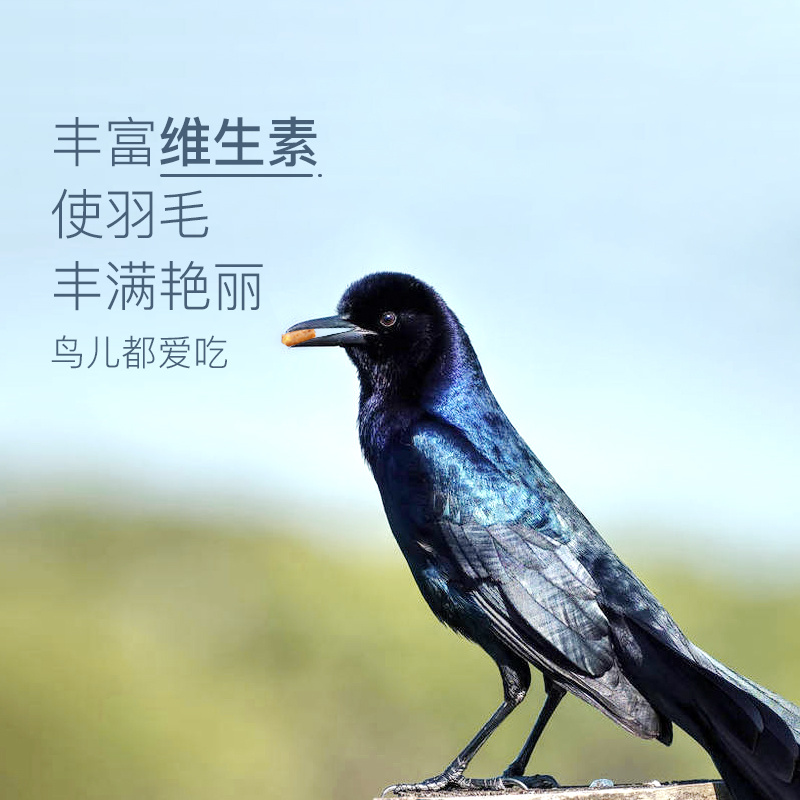 鹩哥鸟粮八哥豪华鸟食鸟类幼鸟营养饲料粮食鸟科宠物食品八哥专用高清大图