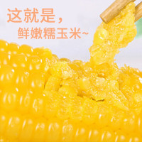 德伟东北黄糯玉米200gx8根 非转基因鲜食粘糯黄玉米棒