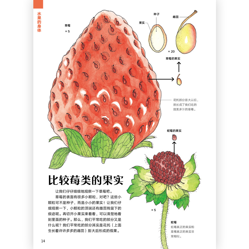 [正版] 水果的秘密 盛口满的手绘自然图鉴 日本童书研究会儿童插图科普百科绘本书籍