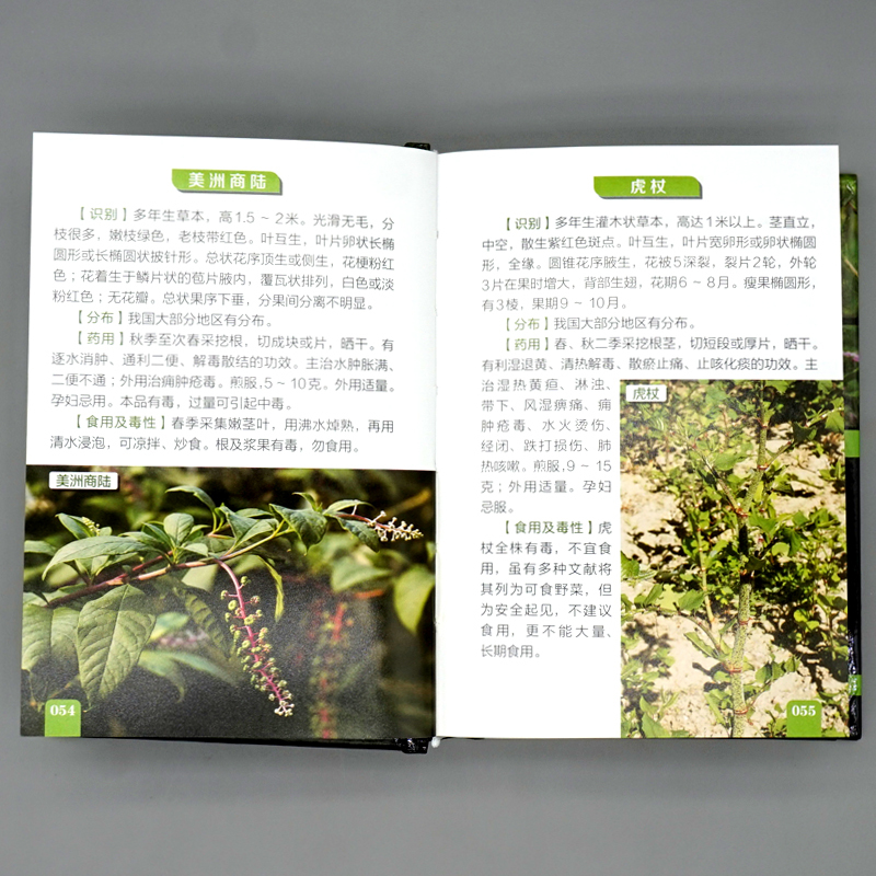 [醉染正版]500种野菜野外识别速查图鉴 生活百科书籍 野生植物花草识别图解书籍 认识身边常见植物随身掌中宝图书籍