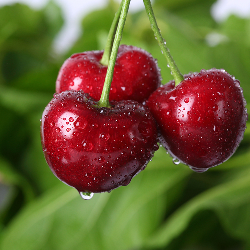 顺丰空运正宗山东烟台大樱桃脆甜多汁孕妇水果新鲜当季应季水果国产