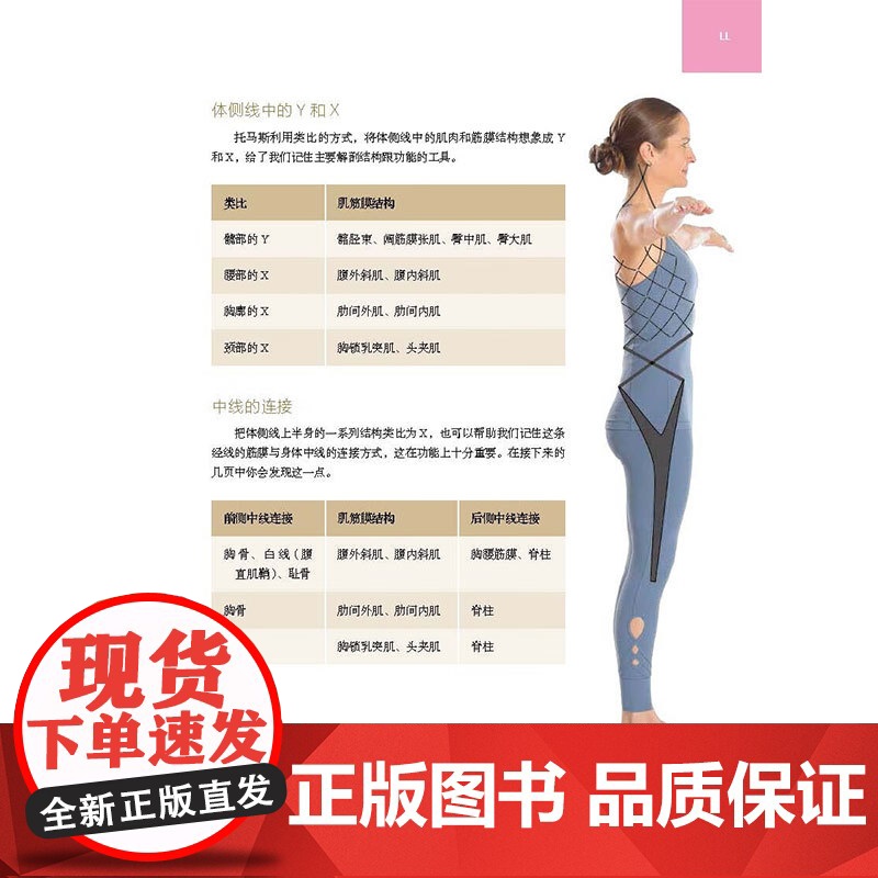 运动中的解剖列车 肌筋膜经线身体地图的运动和觉察探索 凯琳·谷特纳 著 运动高清大图