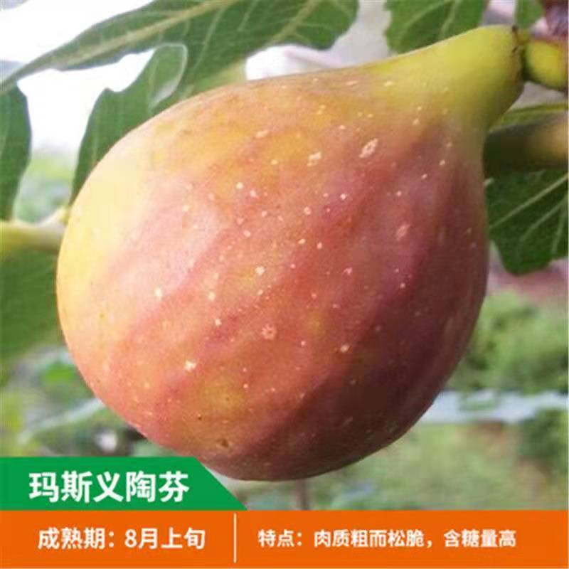 无花果树苗 耐寒地栽大盆栽阳台矮化波姬红当年结果南北方种植|玛斯义陶芬 当年结果苗[一棵装]