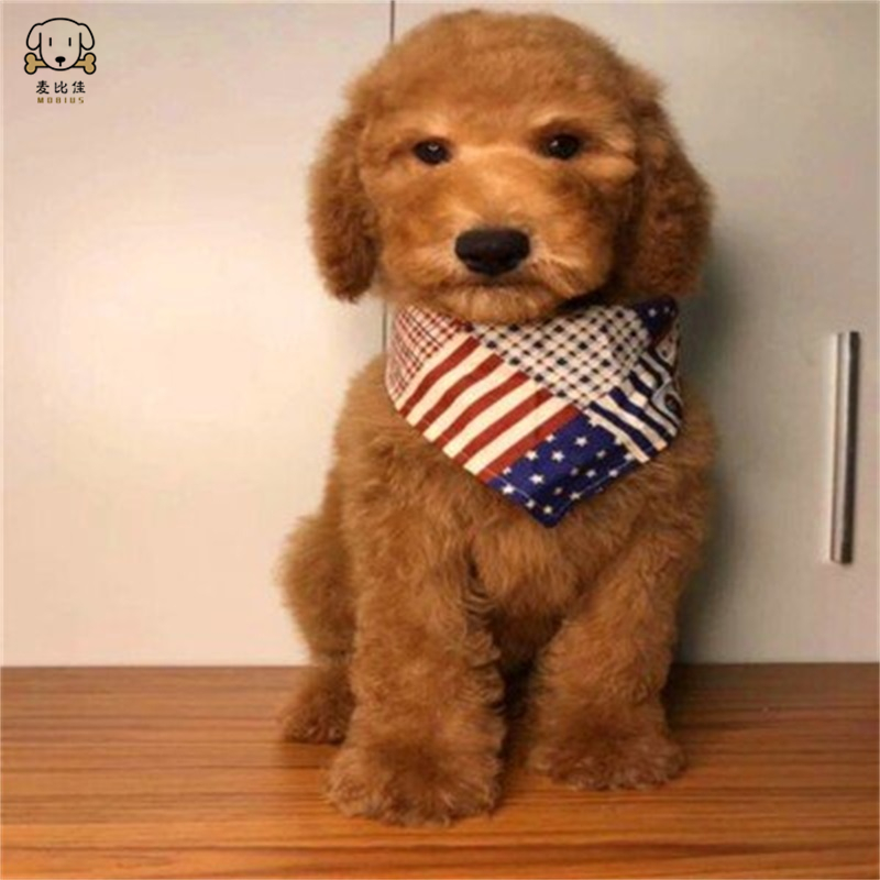 巨型贵宾犬幼犬 狗狗活体巨贵幼犬 纯种血统巨大型泰迪贵宾宠物狗 卷毛贵宾大型泰迪狗 健康保障 视频挑选高清大图