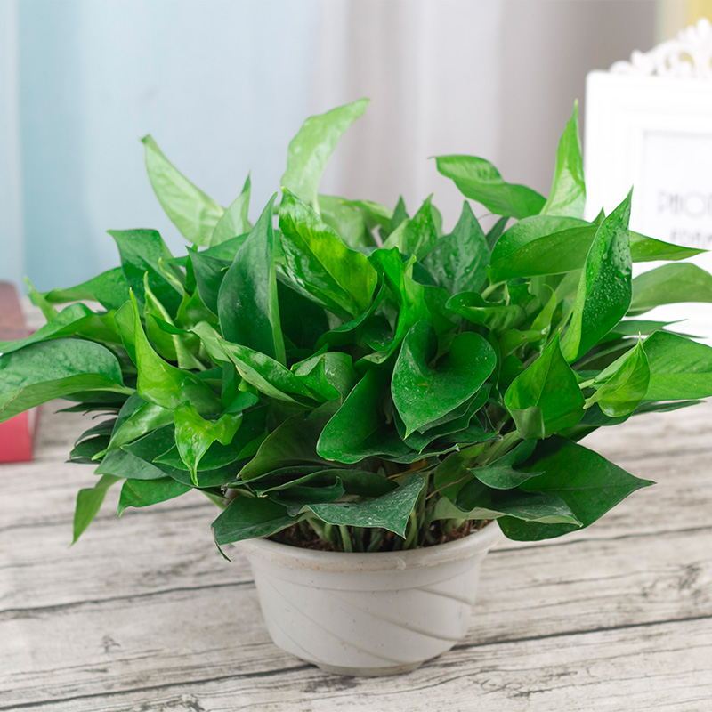 大绿萝新内吸除甲醛吊兰花卉绿植绿箩 抗雾霾小盆栽植物