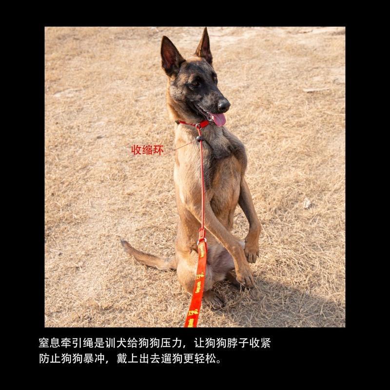 红色 训犬专用 牵引绳70cm+p绳70cm 尼龙窒息牵引绳训犬具工作犬马犬东德牧羊犬防止暴冲一体牵引绳