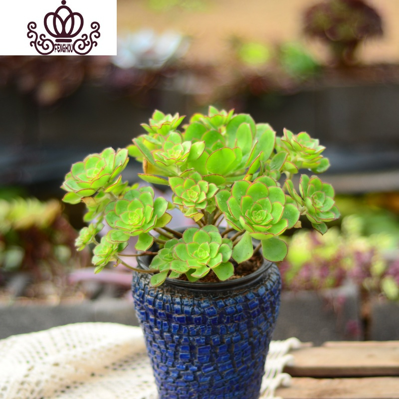 浅藕色柳叶青衣法师群生 不含盆花卉绿植盆栽