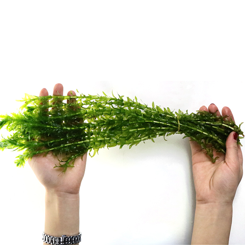 鱼缸造景后景真水蜈蚣缸装饰金鱼藻类植物懒人新手有茎类高清大图