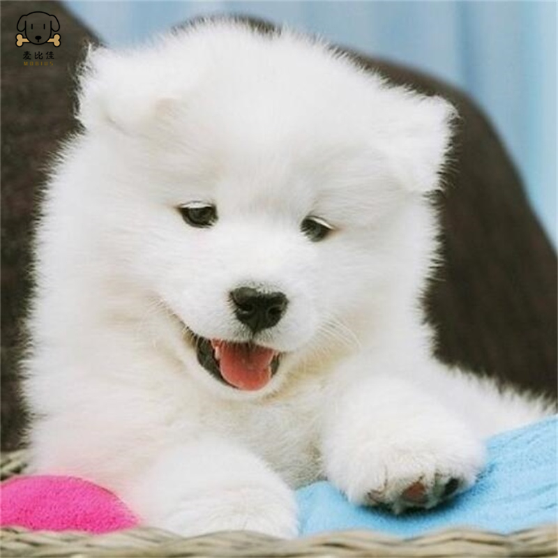 麦比佳 萨摩耶犬幼犬萨摩耶犬狗狗活体纯种血统中大型雪橇犬萨摩大骨架熊版澳版微笑天使纯白色萨摩耶宠物狗高清大图