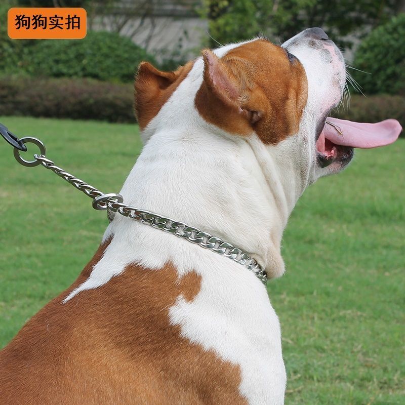 狗狗项圈扁链金属p链训犬脖套项圈小大型中型犬金毛阿拉马犬泰迪 2mm*