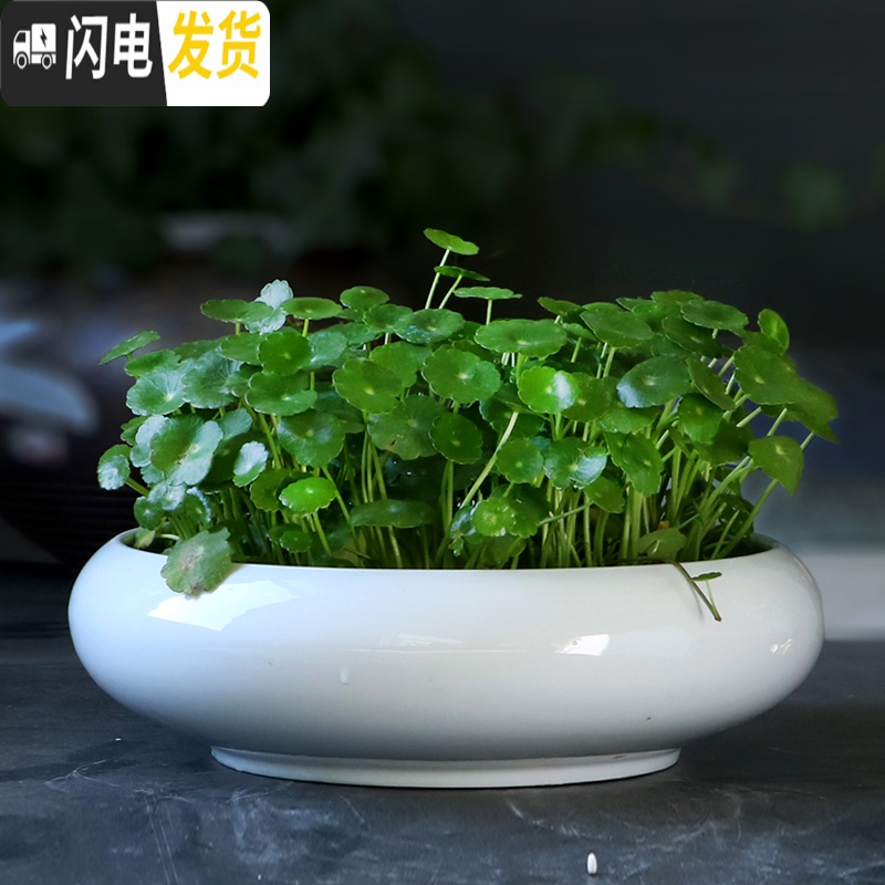 三维工匠铜钱花盆水仙花睡莲碗莲无孔家用陶瓷水养水培多肉大号 单个素烧盆(无孔) 大花盆容器高清大图