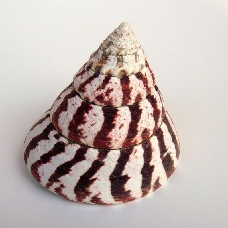 天然贝壳大海螺马蹄钟螺12cm