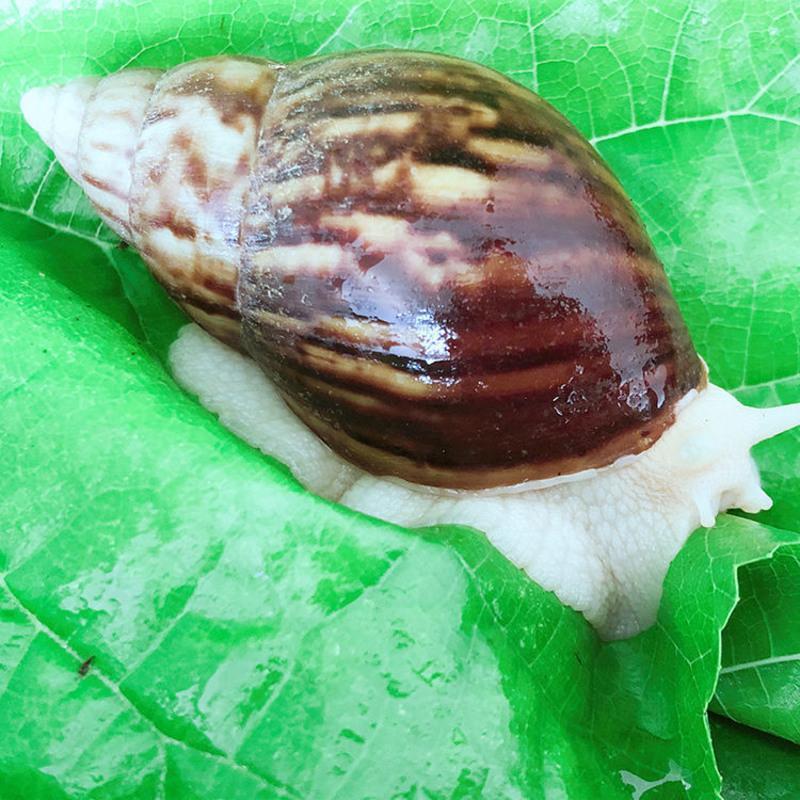 小包蜗牛椰土 宠物白玉蜗牛大小活体套装巨型观赏学生科学实验巨型褐云玛瑙螺