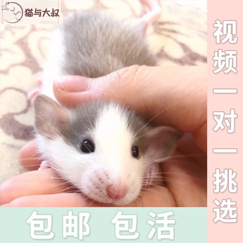 花枝鼠随机发( 包活到家) 亲人认主人飞象耳花枝鼠活物宠物暹罗鼠宿舍宠物幼崽金丝熊仓鼠