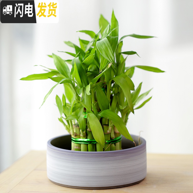 三维工匠陶瓷批发无孔水培容器铜钱碗莲睡莲多肉家用特大号 和风盛世 大花盆容器高清大图