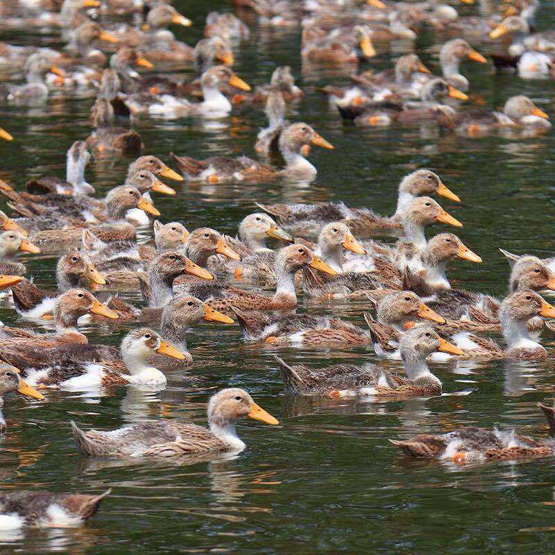 农村散养鸭子老鸭土鸭笨鸭麻鸭腿炖老鸭汤新鲜鸭肉净重两年老鸭一只装