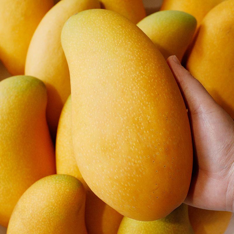 特大芒果越南大青芒新鲜芒果当季玉芒热带水果批发凯特金煌芒小果2斤