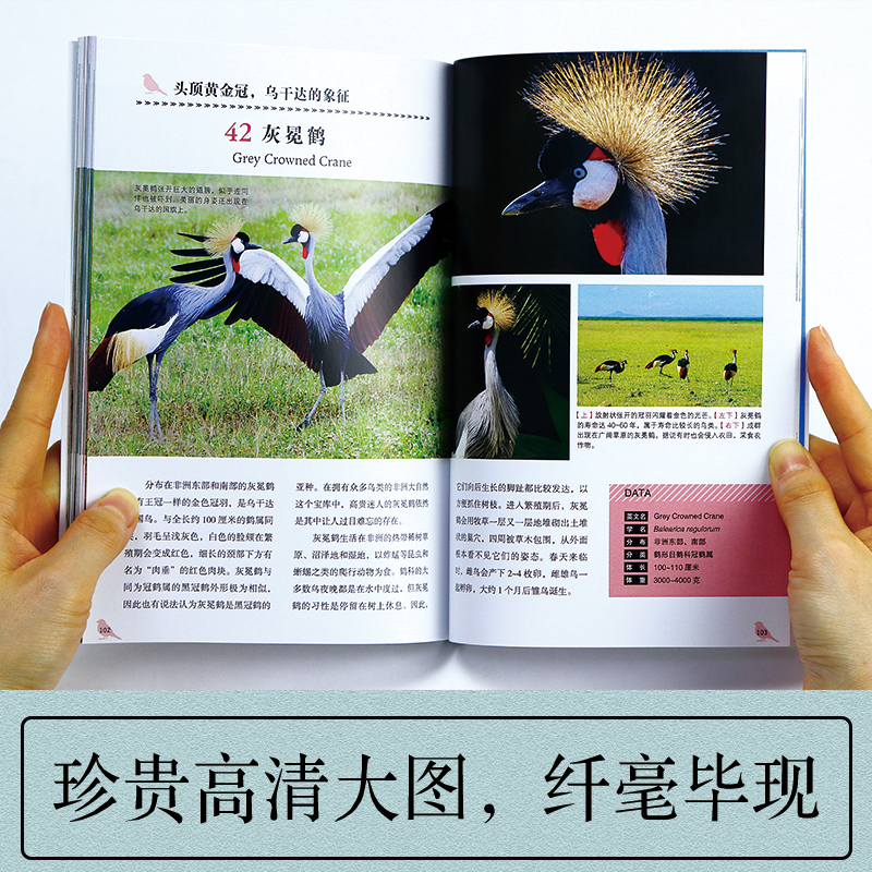[正版]鸟 汇集世界上美丽的52种鸟 珍贵照片鉴赏动物图鉴书 观鸟指南用书 珍惜森林草原野鸟形态鸟类图鉴动物百科观鸟高清大图