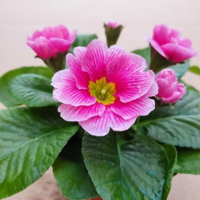欧洲报春花株高10-20cm,冠幅20-30cm高清大图
