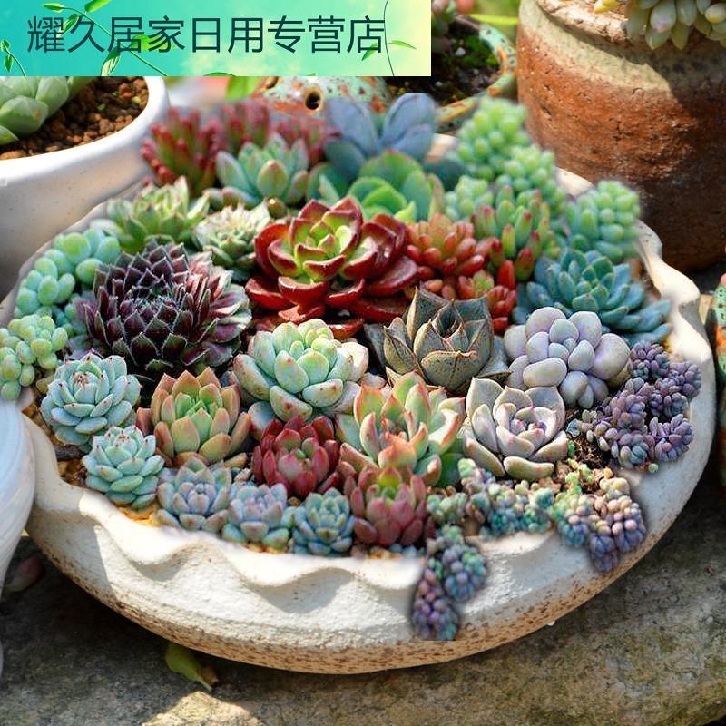长方形多肉花盆创意陶瓷花盆宽花盆大口径圆形多肉植物拼盆组合盆