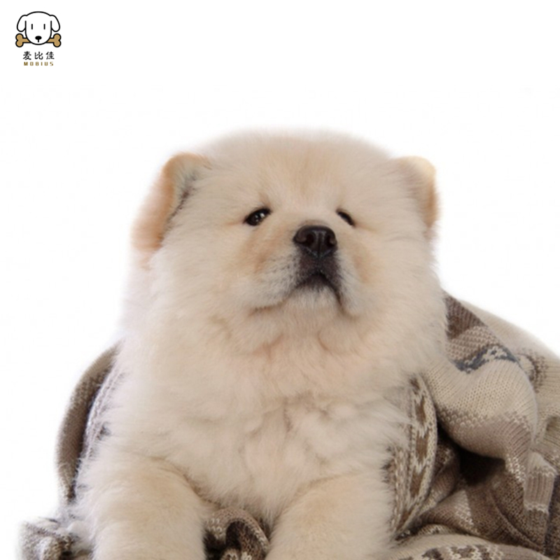 麦比佳 松狮犬幼犬松狮狗狗活体 纯种双血统大骨架大肉嘴松狮狗赛级面包嘴中大型家庭犬米白色黄色黑色 视频挑选高清大图