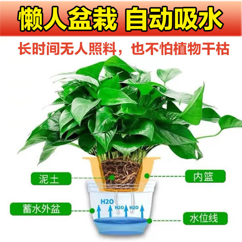 未易 绿萝盆栽除甲醛花卉绿植办公室新房净化空气 红色储水盆10盆装高清大图
