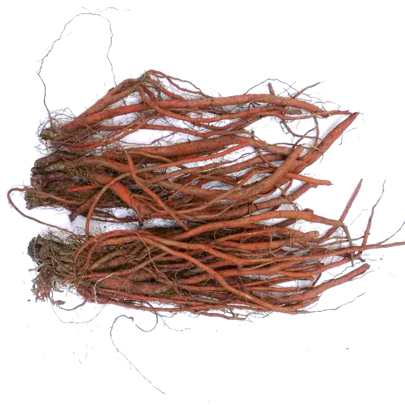 新鲜丹参 500g 深山 原根 血参根条 非丹参片非粉非茶 pgy