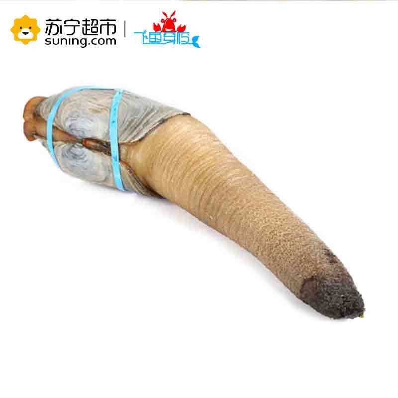 【苏宁生鲜】【活鲜】朝鲜 象拔蚌 450-500g 刺身级 顺丰冷链空运 海鲜水产