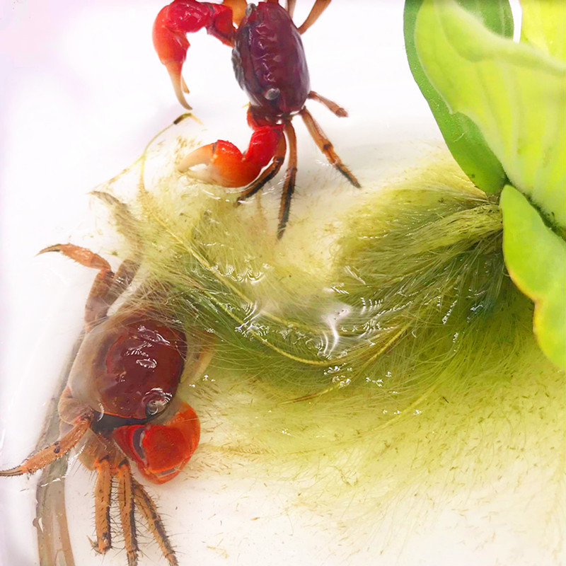 汶优香 Wenyouxiang 水族类深水淡水迷你蟹相守豹点蝴蝶恶魔寄居蟹蜘蛛蟹印支蟹勾手粉红色相守蟹 随机5只 价格图片品牌报价 苏宁易购汶优香赛卡伊零食专卖店