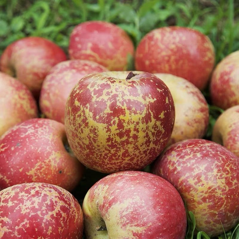 赛卡伊正宗昭通丑苹果5斤脆甜冰糖心苹果当季新鲜水果云南直发10斤