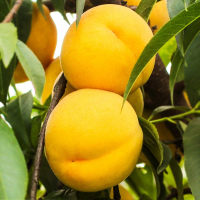 波得 山东蒙阴金皇后蜜桃 黄金蜜桃 新鲜黄桃4.5斤 8-10个 230g起