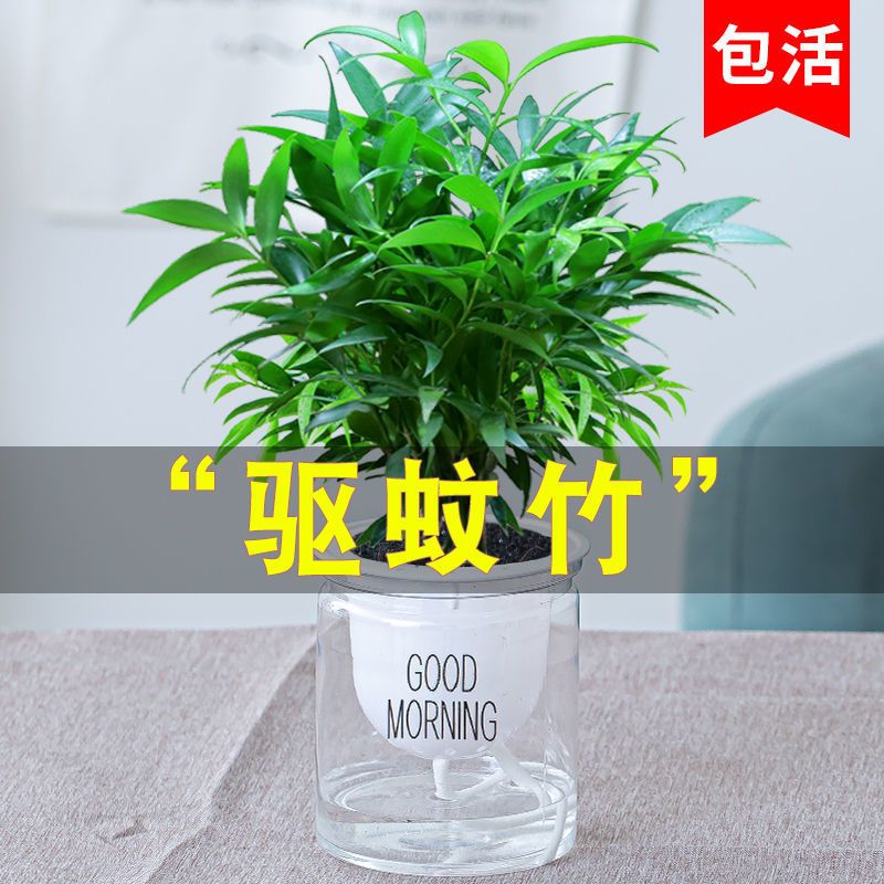 竹柏盆栽室内驱蚊植物平安竹清香绿植驱虫净化空气好养长寿竹树苗 小平安竹+透明懒人盆 带盆栽好