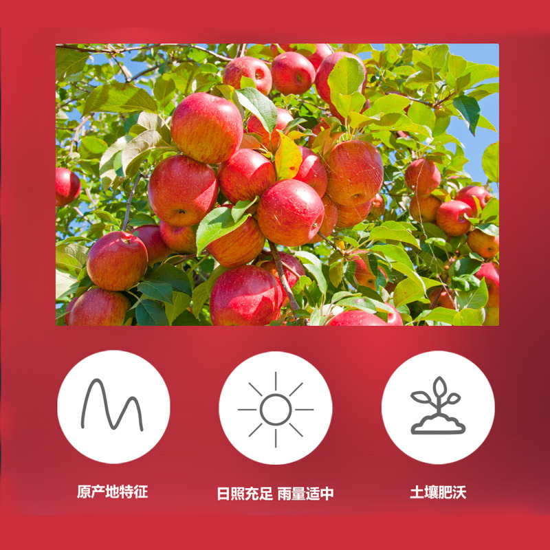[五个农民]山东烟台苹果约2.5kg礼盒装 果径80-85 脆甜新鲜水果顺丰速运