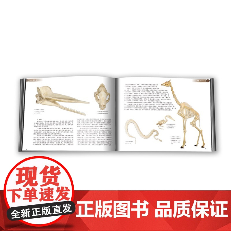 生命的支撑 动物骨骼的奇妙探索 李湘涛 动物骨骼自然科学类科普读物 再现脊椎动物演化历程 上海科学技术出版社高清大图