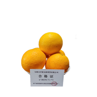 新全新橙子10公斤/箱