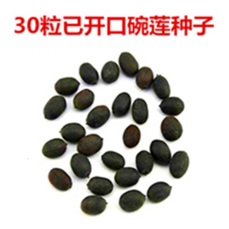 [买二送一][30粒碗莲种子+盆+营养液]培碗莲 荷花 莲花种子