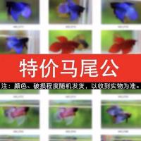 泰国斗鱼马尾狮王半月母斗鱼观赏鱼热带鱼活体宠物淡水鱼耐活鱼 随机马尾公 一条